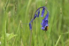 09-05-2025-Schotland-Bij-bloem_ZF10812
