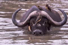 09-1920-Zuid-Afrika-2019-Buffel-portret-2HG6_7045-kopie
