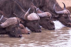 10-1920-Zuid-Afrika-2019-Buffels-Closup-HG6_7048-kopie
