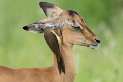 10-Impala-HG6_3913