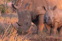 11-1920-Zuid-Afrika-2016-Neeushoorn-Jong-Portret-HG6_3064-kopie