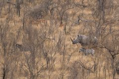 11-Zuid-Afrika-Neushoorn-September-2019-HG6_9619
