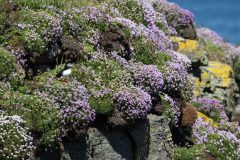 20-05-2025-Schotland-Papagaaiduiker-Handa_ZF11147