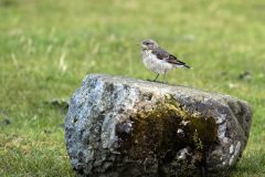 26-05-2025-Schotland-Tapuit-Juv_ZF11497