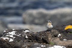 27-05-2025-Schotland-Tapuit-Kust_ZF11746