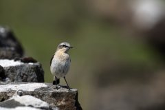 27-05-2025-Schotland-Tapuit_ZF11784