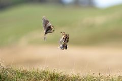 28-05-2025-Schotland-Graspieper-vechtend_ZF10550