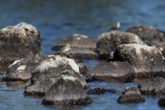 29-05-2025-Schotland-Graspieper_ZF10756