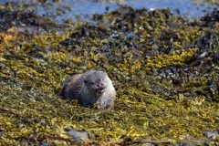 31-05-2025-Schotland-Otter_ZF12230