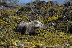 32-05-2025-Schotland-Otter_ZF12247
