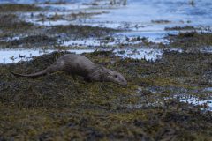 33-05-2025-Schotland-Otter_ZF12378