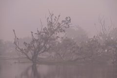 34-1620-India-2024-Aalscholvers-Ooievaars-Mist_ZF14948