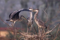 35-1920-India-2024-Blauwe-Reigers-Nest_ZF16052-kopie