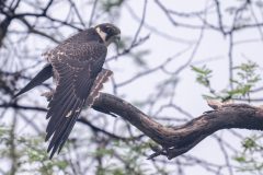 36-1920-India-2024-Boomvalk_ZF15291-kopie
