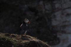 37-05-2025-Schotland-Papagaaiduiker-tegenlicht_ZF14949