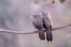 37-1620-India-2024-Babler_ZF16213-kopie