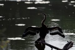 38-1620-India-2024-Darter-Tegenlicht_ZF13471-kopie