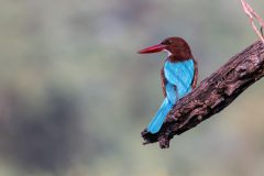 38-1620-India-2024-Smyrnaijsvogel_ZF16501-kopie