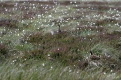43-05-2025-Schotland-Schots-Sneeuwhoen_ZF13027