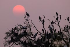 43-1620-India-2024-Zonsondergang-Vogels-_ZF15829-kopie