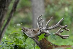 A005-HV-20130718-214533-0199