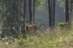 A007-HV-20090815-0011-bewerkt