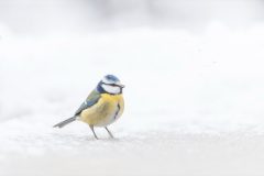 B06-HV-20150124-101708-0045-bewerkt