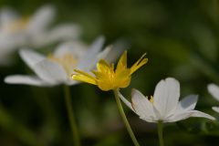 11-6Z2A2658_DxO-1920p