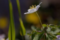 16-6Z2A2699_DxO-1920p