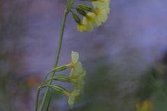 37-6Z2A3334_DxO