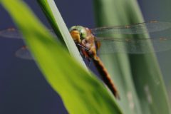 46-IMG_1619-1920p