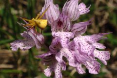 Orchis tridentata Gr