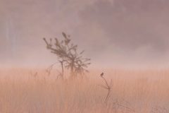 Jan-Albert-Hellings_0013_Kampina-Roodborsttapuit