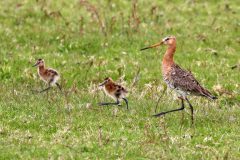 Jan-Albert-Hellings_0018_Ameland-grutto