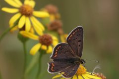 Jan-Albert-Hellings_0023_Hoge-veluwe-bruin-blauwtje