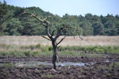 02-Hoge-Veluwe-2013-07