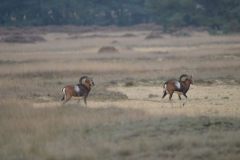 03-Hoge-Veluwe-2014-10