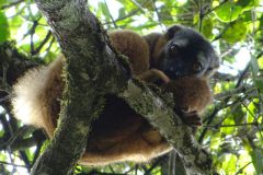 04-Madagascar-2017-05