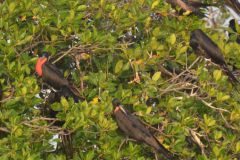 07-Isla-Fuerte-2019-11-2