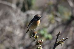 08-Coto-Donana-2022-02-1