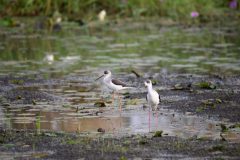 B12b-Black-winged-stilt