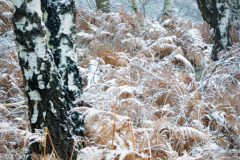 de-50-van-Koen-vd-Ven-12