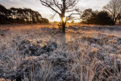 de-50-van-Koen-vd-Ven-22