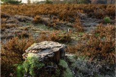 de-50-van-Koen-vd-Ven-23