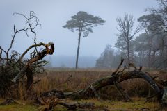 de-50-van-Koen-vd-Ven-24