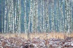 de-50-van-Koen-vd-Ven-27