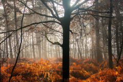 de-50-van-Koen-vd-Ven-03