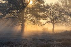 de-50-van-Koen-vd-Ven-31