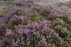 de-50-van-Koen-vd-Ven-33