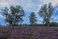 de-50-van-Koen-vd-Ven-35